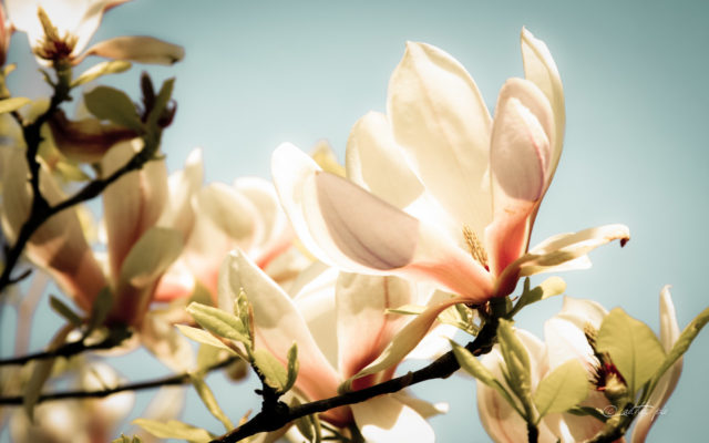 Magnolia-Glow-wallpaper_byAEtherPie